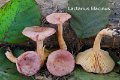 Lactarius lilacinus-amf1112